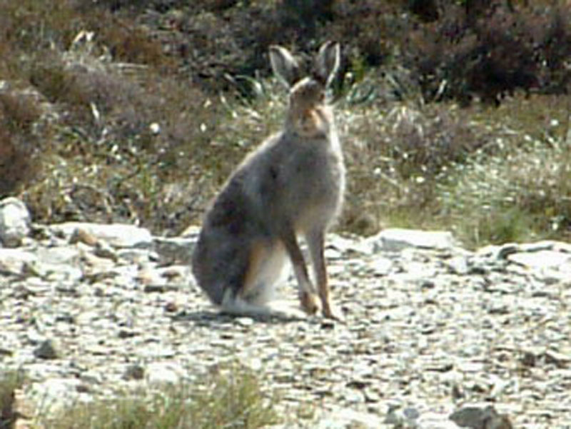 Highland Safaris