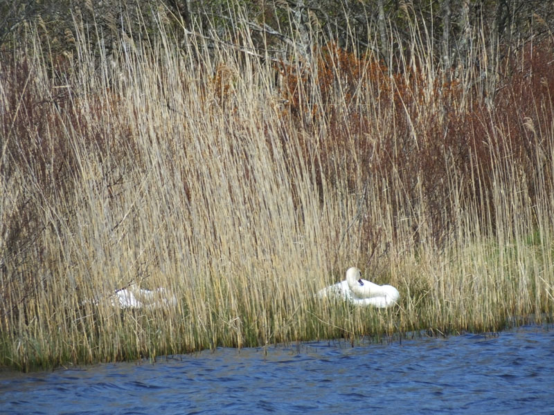 Loch of the Lowes