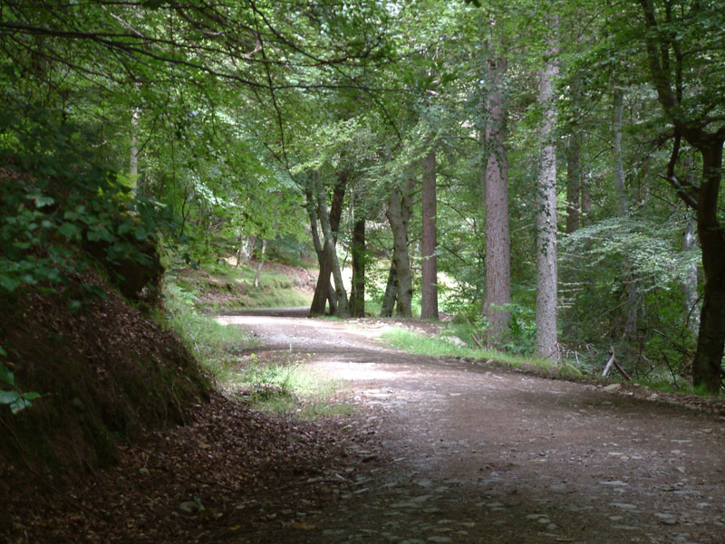 Kenmore Walks
